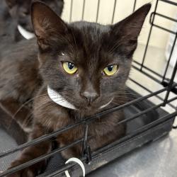 Shelter Stray Male Cat last seen , 361 S Raymond Ave, Pasadena, CA 91105, USA