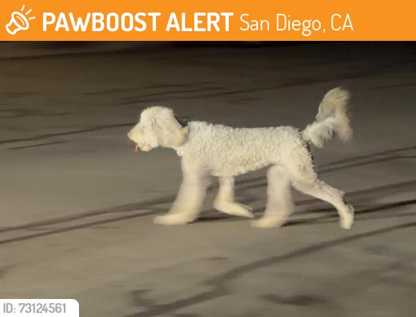 Found/Stray Unknown Dog last seen Grissom street, San Diego, CA 92154, San Diego, CA 92154