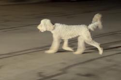 Found/Stray Unknown Dog last seen Grissom street, San Diego, CA 92154, San Diego, CA 92154