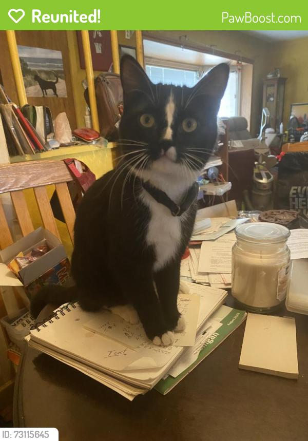 Reunited Female Cat last seen Pinckney RD and E coon lake RD, Howell, MI 48843