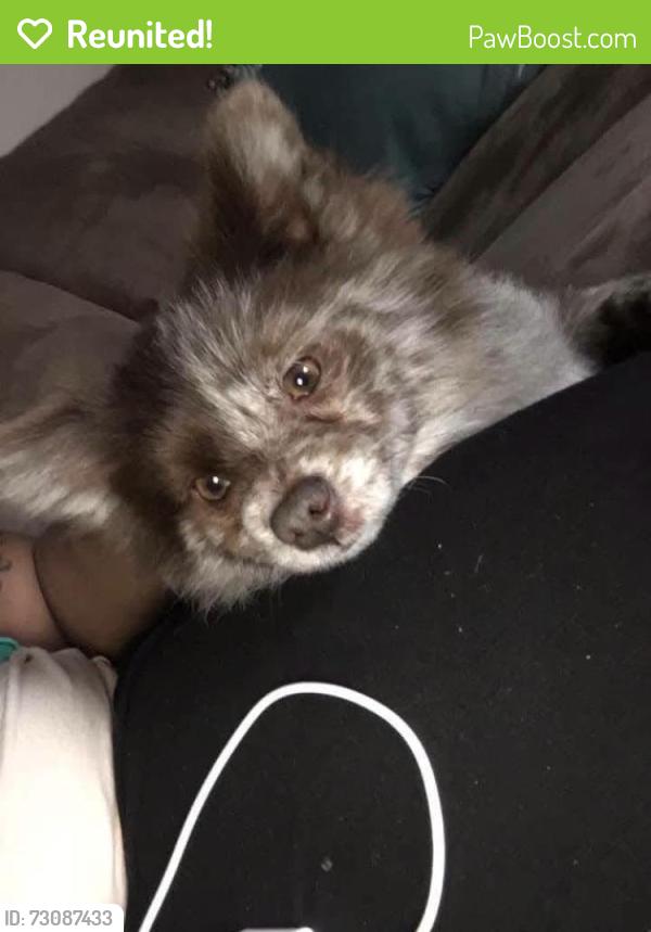 Reunited Male Dog last seen Ash Street, Elm Street, S Hillcrest Drive, Goldsboro, NC 27534