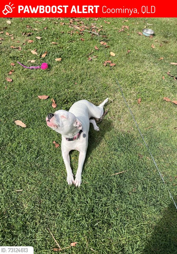 Lost Female Dog last seen Bunney Road, Coominya, Coominya, QLD 4311