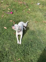 Lost Female Dog last seen Bunney Road, Coominya, Coominya, QLD 4311