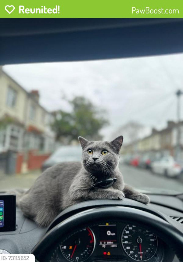 Reunited Female Cat last seen E6, Greater London, England E6 2EX