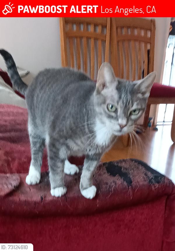 Lost Female Cat last seen 4th and Olympic Bl, Montebello, CA 90640, Los Angeles, CA 90015