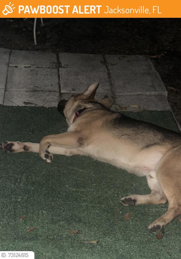 Found/Stray Male Dog last seen Near Lem Turner Rd, Jacksonville, FL 32218