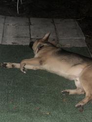 Found/Stray Male Dog last seen Near Lem Turner Rd, Jacksonville, FL 32218