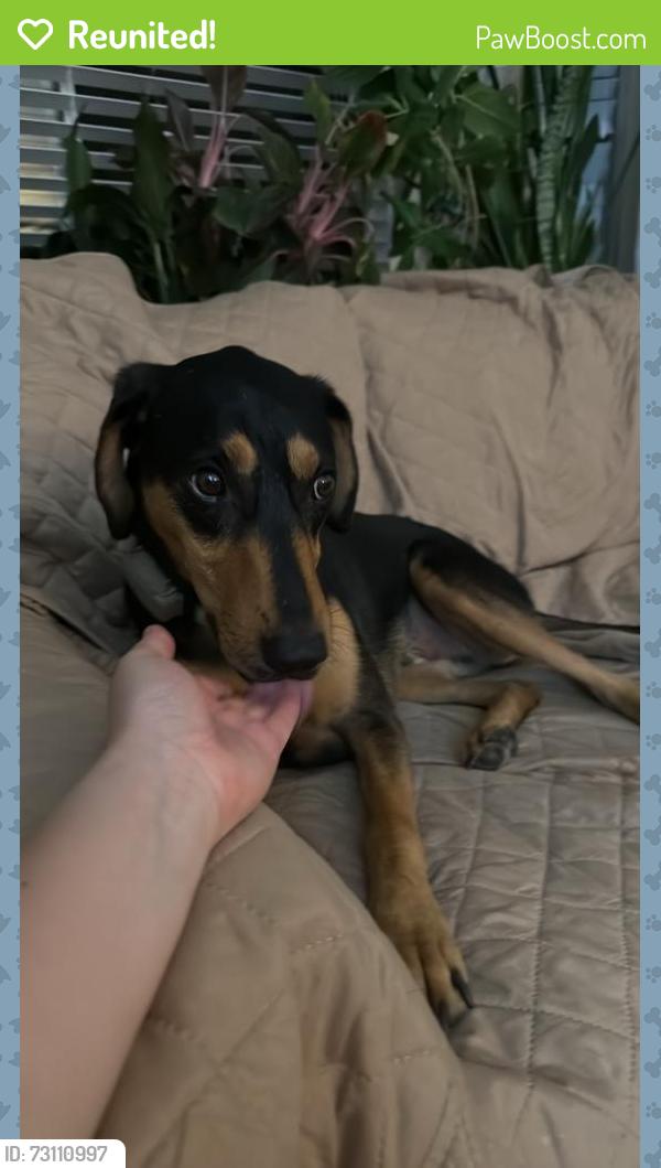 Reunited Male Dog last seen Douglas Park, Surrey, BC V3R 0M7