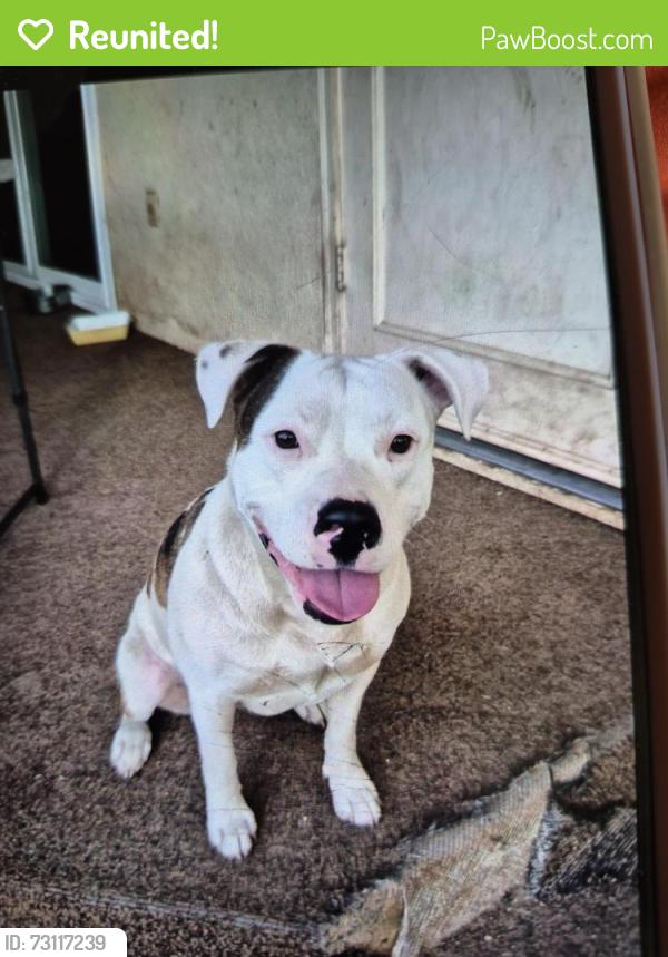 Reunited Female Dog last seen Bullard and cedar, Fresno, CA 93710