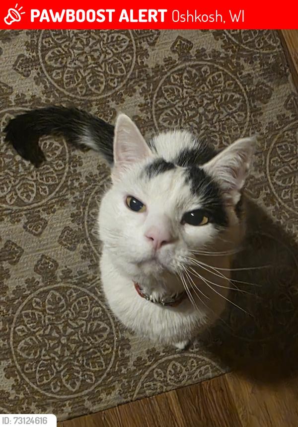 Lost Male Cat last seen Oshkosh North High school track/football field, Oshkosh, WI 54901