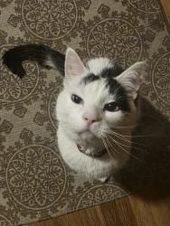 Lost Male Cat last seen Oshkosh North High school track/football field, Oshkosh, WI 54901