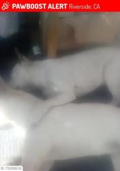 Lost Female Dog last seen Michigan and Columbia, Grand Terrace, CA 92313