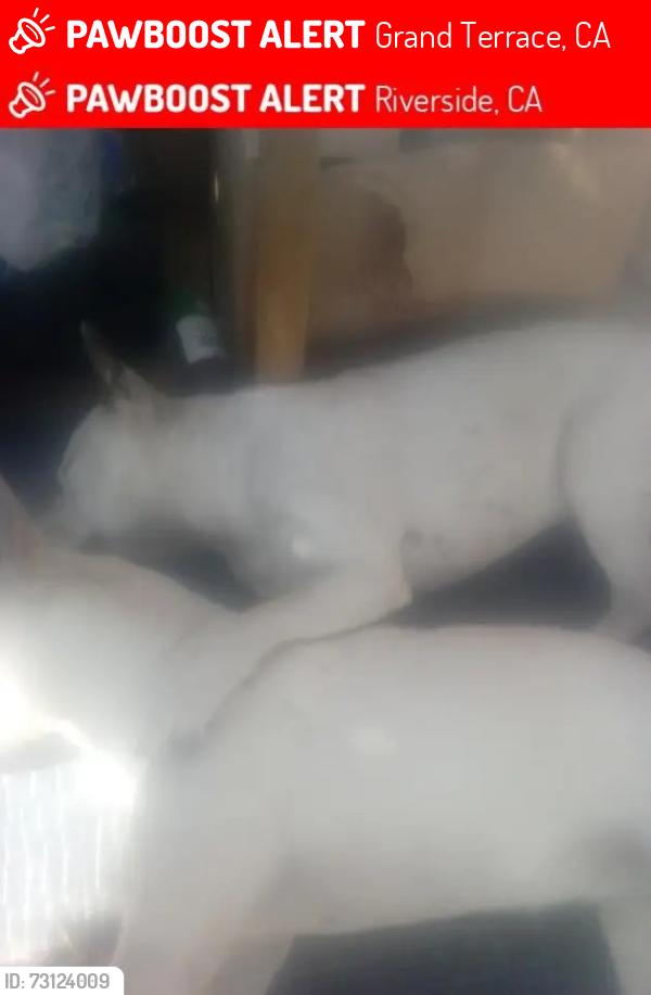 Lost Female Dog last seen Michigan and Columbia, Grand Terrace, CA 92313