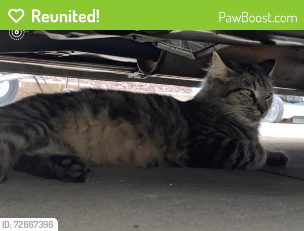 Reunited Female Cat last seen Near Peterson park, Menifee, CA 92584
