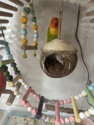 Lost Female Bird last seen Riverside Dr and Euclid Ave near the Home Depot, Chino, CA 91710