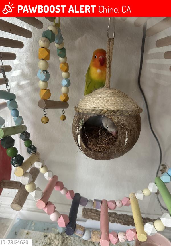 Lost Female Bird last seen Riverside Dr and Euclid Ave near the Home Depot, Chino, CA 91710