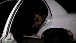 Reunited Female Dog last seen Nees and Fowler, Clovis, CA 93611