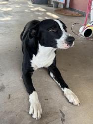 Found/Stray Male Dog last seen Producers Park, San Angelo, TX 76905