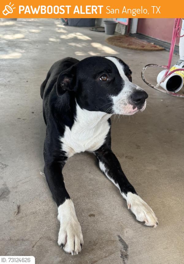 Found/Stray Male Dog last seen Producers Park, San Angelo, TX 76905