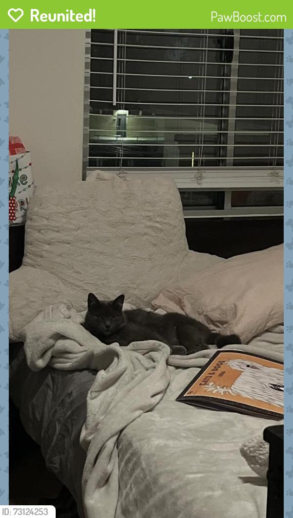 Reunited Female Cat last seen Don and Warburton, Santa Clara, CA 95050