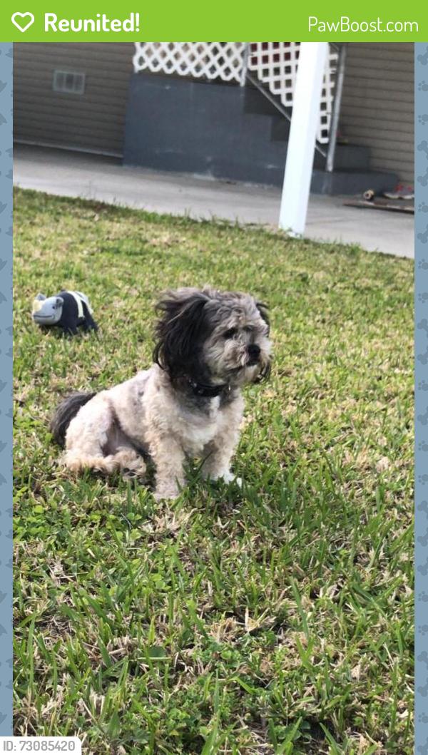 Reunited Male Dog last seen Glenwood and 6th avenue, New Port Richey, FL 34652