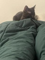 Lost Male Cat last seen glenwood parkway, Belvedere Park, GA 30032