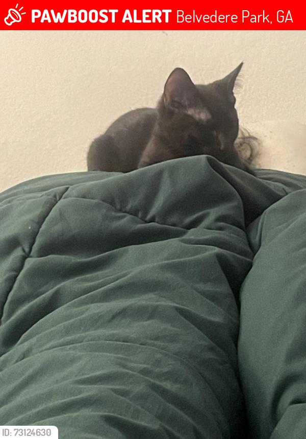 Lost Male Cat last seen glenwood parkway, Belvedere Park, GA 30032