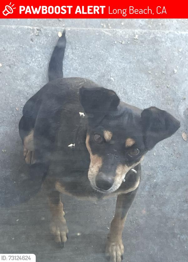 Lost Male Dog last seen Artesia blvd and Susana rd, Long Beach, CA 90805