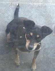 Lost Male Dog last seen Artesia blvd and Susana rd, Long Beach, CA 90805