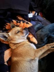 Reunited Male Dog last seen Aylesford Lane, Stockton, CA, Stockton, CA 95210