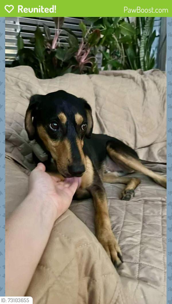 Reunited Male Dog last seen Near st / 98 Ave , Surrey , Douglas Park , B.C, Surrey, BC V3R
