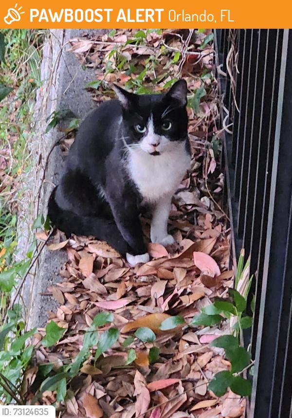 Found/Stray Male Cat last seen Ernestine Street 32801, Orlando, FL 32801