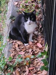 Found/Stray Male Cat last seen Ernestine Street 32801, Orlando, FL 32801