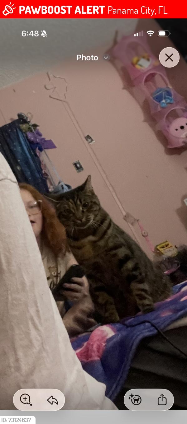 Lost Female Cat last seen Near 29th street, Panama City, FL 32405