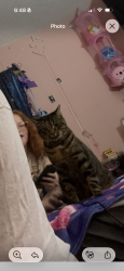 Lost Female Cat last seen Near 29th street, Panama City, FL 32405