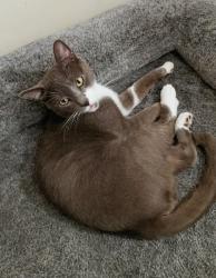 Lost Male Cat last seen Ferny Hills , Ferny Grove, QLD 4055