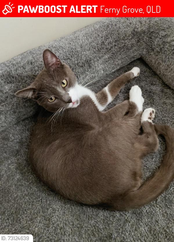Lost Male Cat last seen Ferny Hills , Ferny Grove, QLD 4055