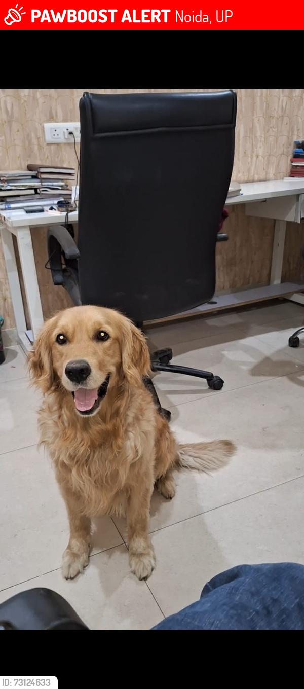 Lost Male Dog last seen Sec 116 fiaba cafe , Noida, UP 201316