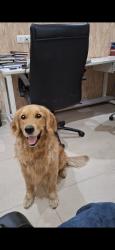 Lost Male Dog last seen Sec 116 fiaba cafe , Noida, UP 201316