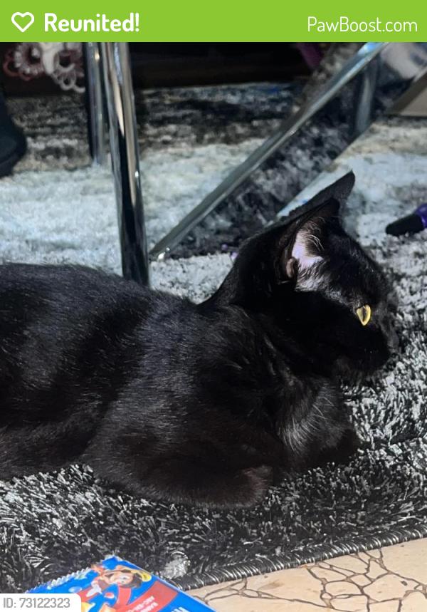 Reunited Female Cat last seen Under the window, Kitchener, ON N2M 2C5