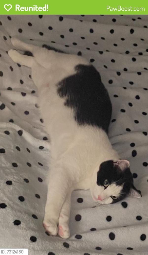 Reunited Male Cat last seen Fawn Court & Needwood Road, Derwood, MD 20855, Redland, MD 20855