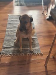 Lost Male Dog last seen 1-80 ramp between Laramie and Cheyenne Otto rd, Cheyenne, WY 82001