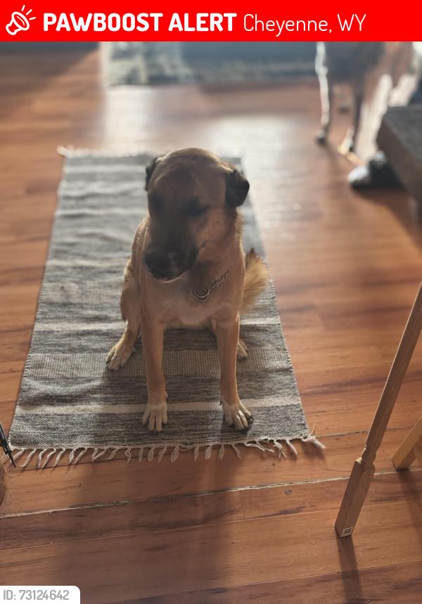 Lost Male Dog last seen 1-80 ramp between Laramie and Cheyenne Otto rd, Cheyenne, WY 82001
