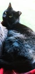 Lost Female Cat last seen Near Peachtree St...Near pollack st, anna k davies school, etowah landing, Pennington ave, blacks bluff, Rome, GA 30161