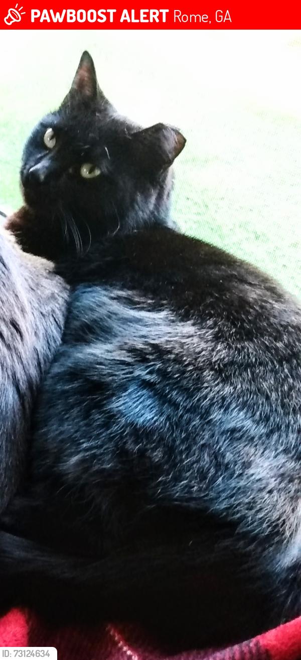 Lost Female Cat last seen Near Peachtree St...Near pollack st, anna k davies school, etowah landing, Pennington ave, blacks bluff, Rome, GA 30161