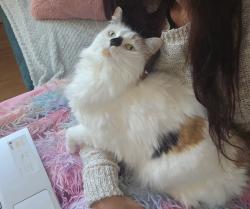 Reunited Female Cat last seen Meridian Place, Clifton, England 
