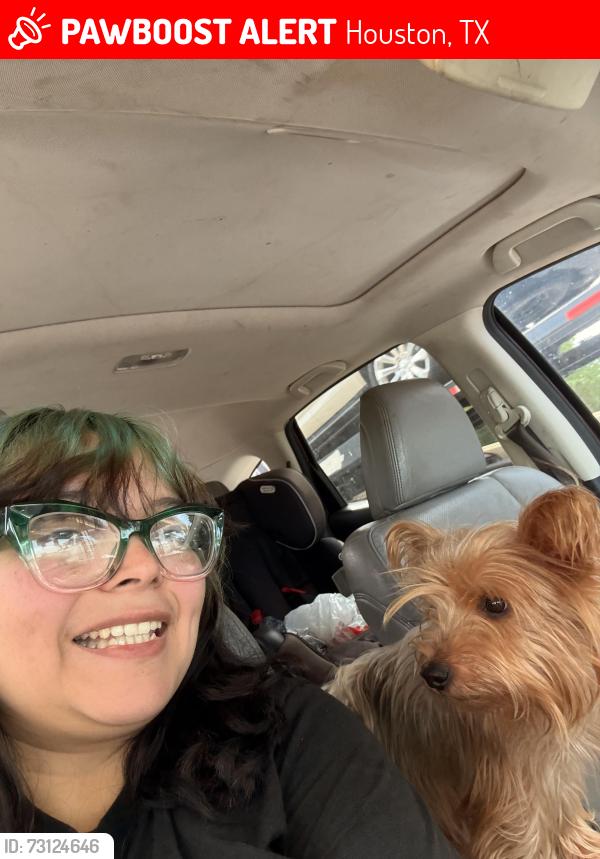 Lost Male Dog last seen Imperial valley drive, Houston, TX 77060