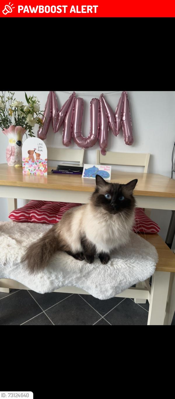 Lost Male Cat last seen Near greenway gardens, Wiltshire, England SN15 1AJ