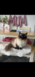 Lost Male Cat last seen Near greenway gardens, Wiltshire, England SN15 1AJ
