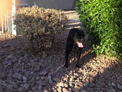 Lost Female Dog last seen Blossom view ave 5700, Las Vegas, NV 89142